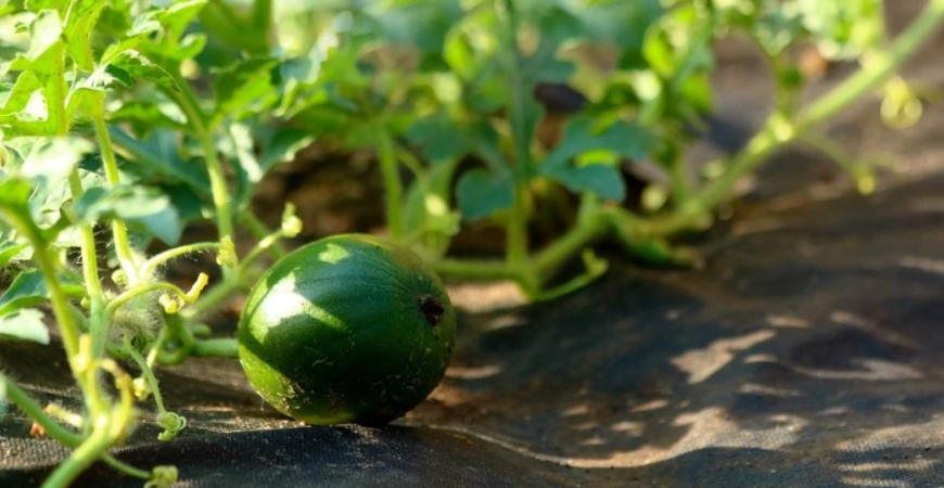 Skúsili ste pestovať melón, ale nepodarilo sa vám to?