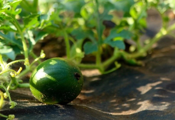Skúsili ste pestovať melón, ale nepodarilo sa vám to?