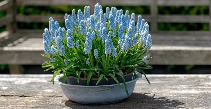 Kvety modrých farieb, ktoré rastliny ich majú?